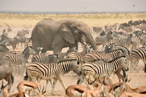 Etosha National Park - Julie Ahlstrom Photography