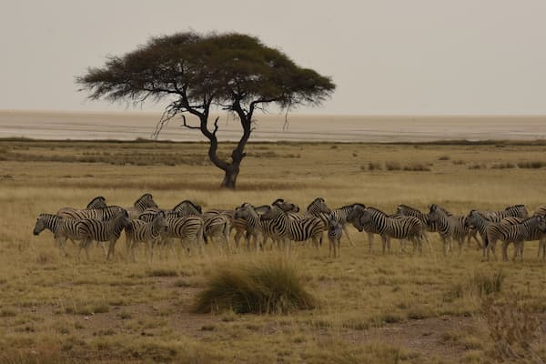 Etosha National Park Namibia Julie Ahlstrom Photography   DSC6262 1 