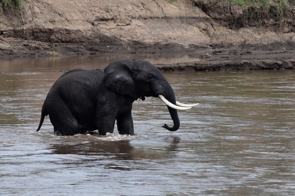 Elephant Maasai Mara - Julie Ahlstrom Photography