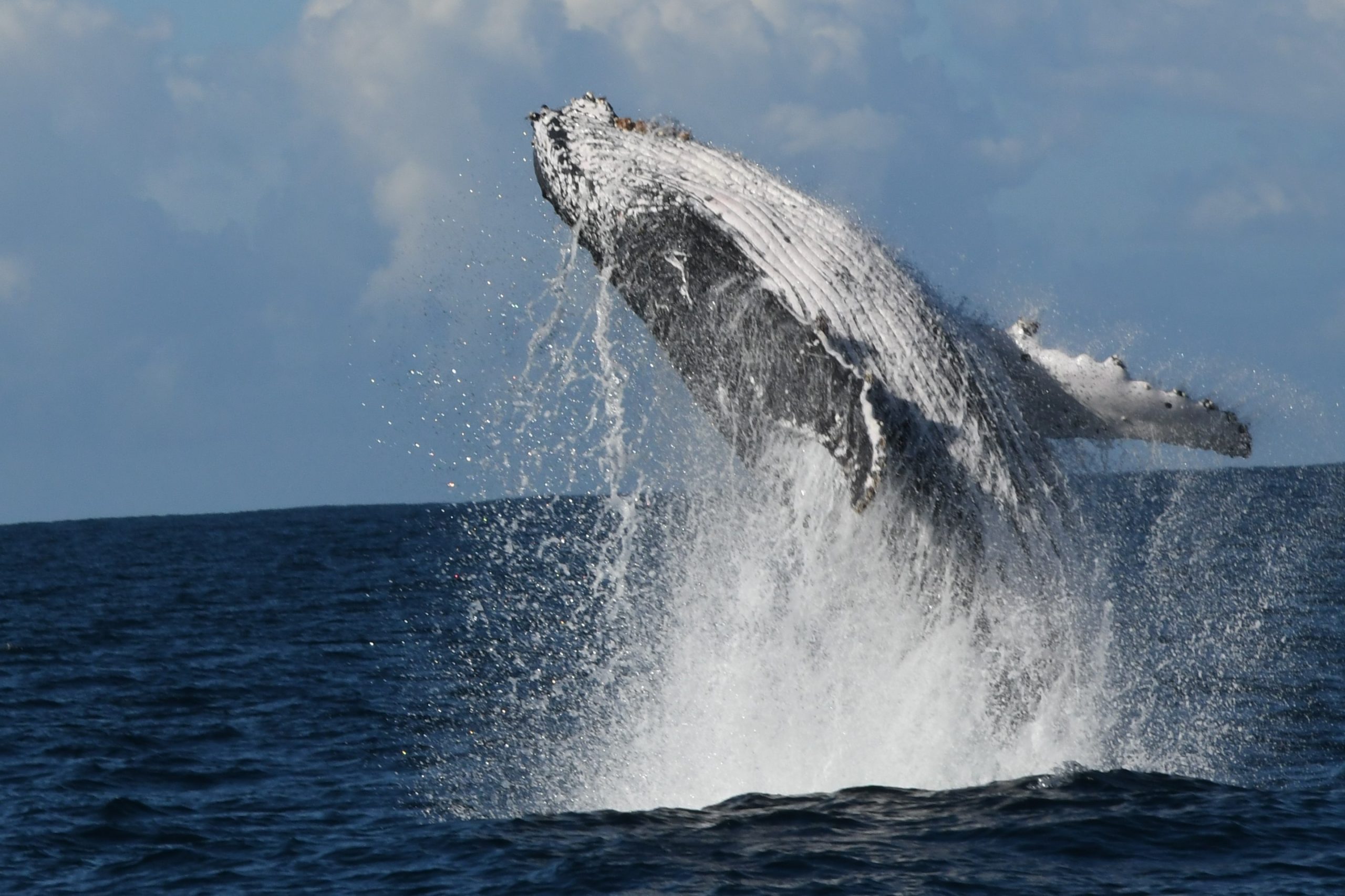 Breaching humpback whale Forster - Julie Ahlstrom Photography