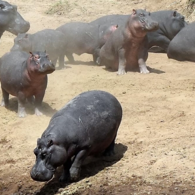 Hippos on the Mara river