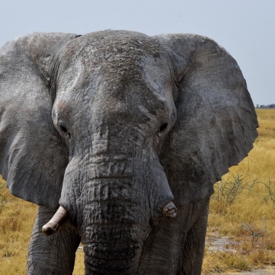 Bull elephant Namibia