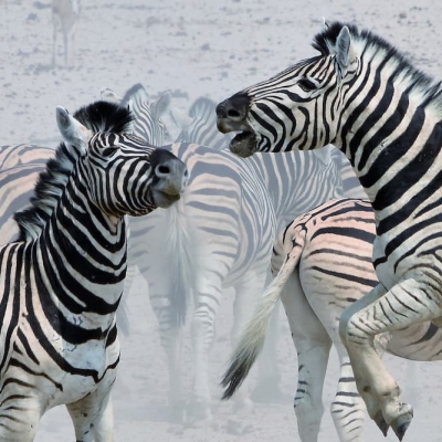 Fighting zebras Etosha NP. Namibia