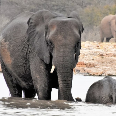 Elephants swimming in Etosha NP Namibia